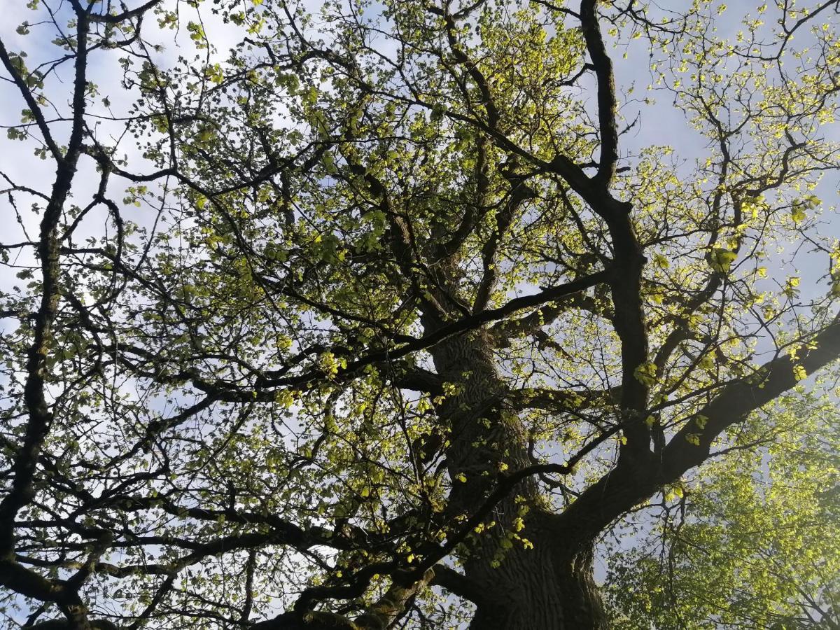 Ostoja Lejlighed Białowieża Eksteriør billede